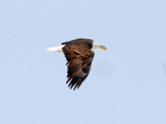 Bald Eagle (Haliaeetus leucocephalus)