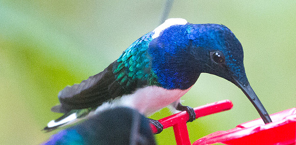 White-necked Jacobin (Florisuga mellivora)