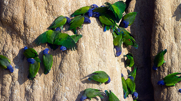 Blue-headed Parrot (Pionus menstruus)