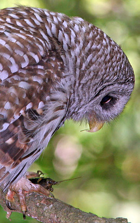 Barred Owl (Strix varia)