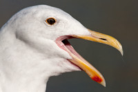 Western Gull (Larus occidentalis)