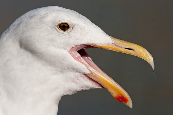 Western Gull (Larus occidentalis)