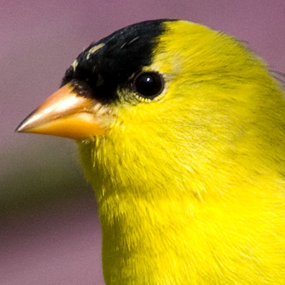 American Goldfinch (Carduelis tristis)