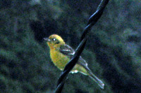 Flame-colored Tanager (Piranga bidentata)