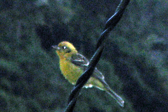 Flame-colored Tanager (Piranga bidentata)
