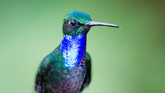 Napo Sabrewing (Campylopterus villaviscensio)