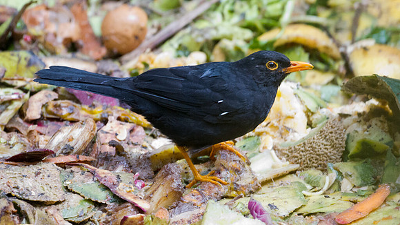 Glossy-black Thrush (Turdus serranus)