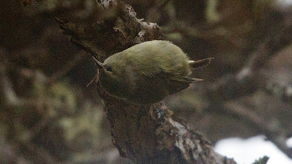 IMG_3480