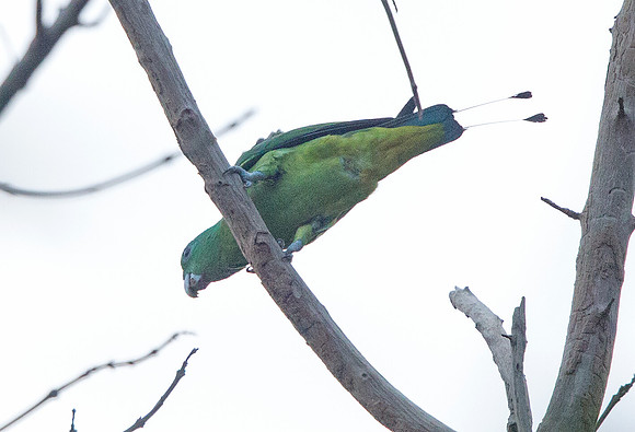 Blue-headed racket-tail (Prioniturus platenae)