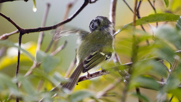 Marble-faced Bristle-tyrant (Phylloscartes ophthalmicus)