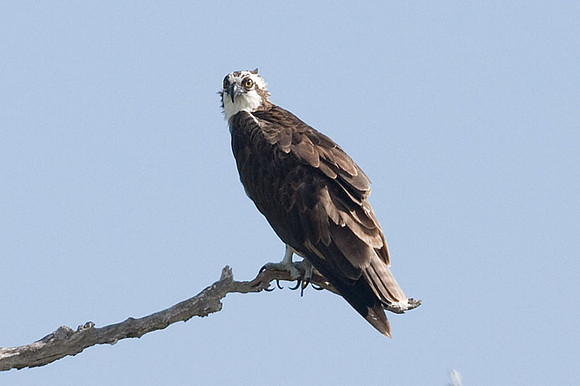 Osprey (Pandion haliaetus P. h. ridgwayi)