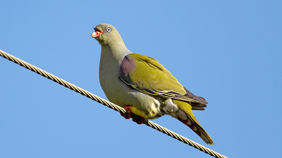 African Green Pigeon (Treron calvus)