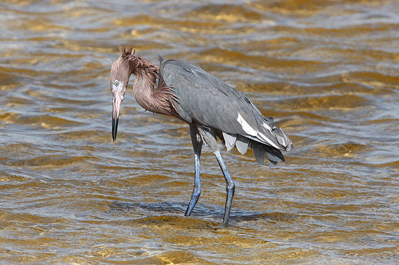 Reddish Egret (Egretta rufescens)