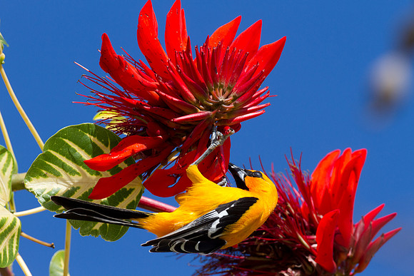 Yellow Oriole (Icterus nigrogularis)