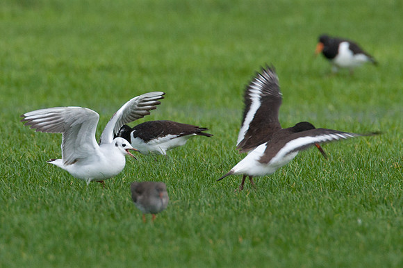 Black-headed Gull (Chroicocephalus ridibundus), Eurasian Oystercatcher (Haematopus ostralegus) also known as Common Pied Oystercatcher, Common Redshank (Tringa totanus) also known as Redshank