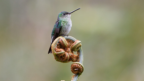 Many-spotted Hummingbird (Taphrospilus hypostictus)