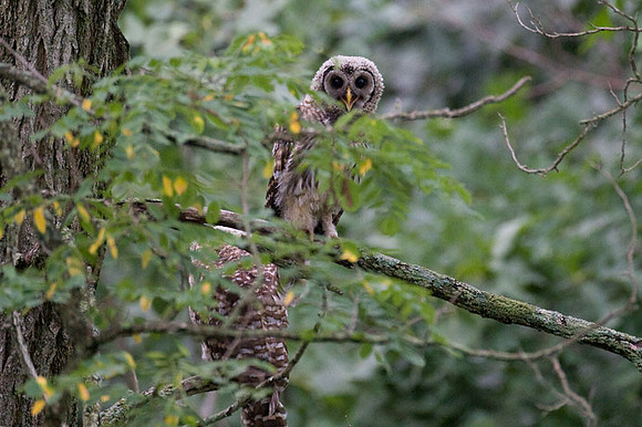 Barred Owl (Strix varia) juvenile