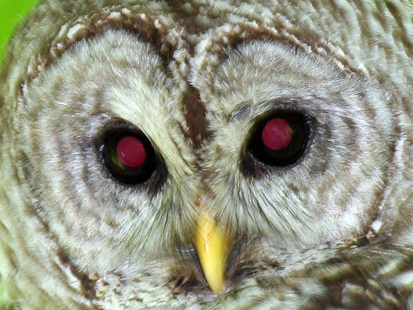 Barred Owl (Strix varia)