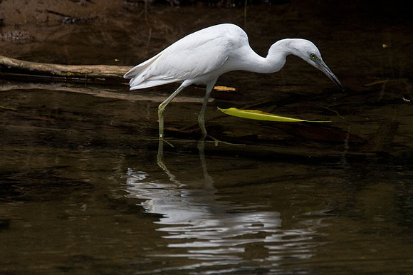 Little Blue Heron (Egretta caerulea) immature