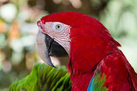 Scarlet macaw (Ara macao)