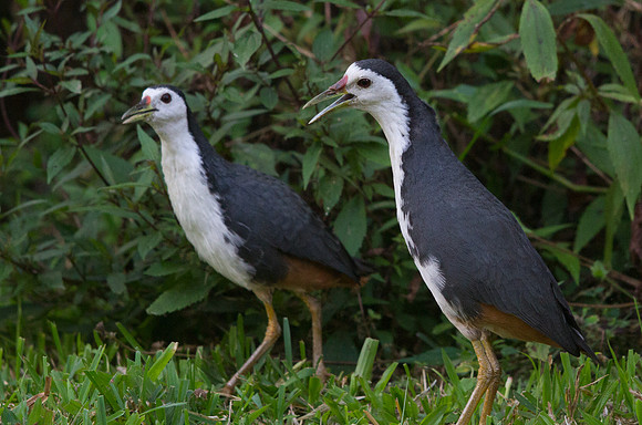 White-breasted waterhen (Amaurornis phoenicurus)