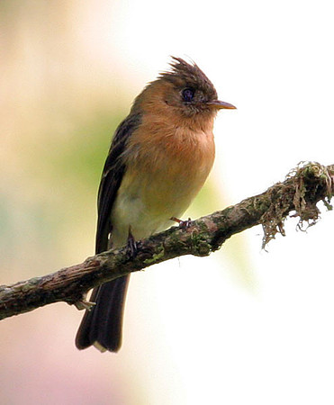Northern Tufted Flycatcher (Mitrephanes phaeocercus)