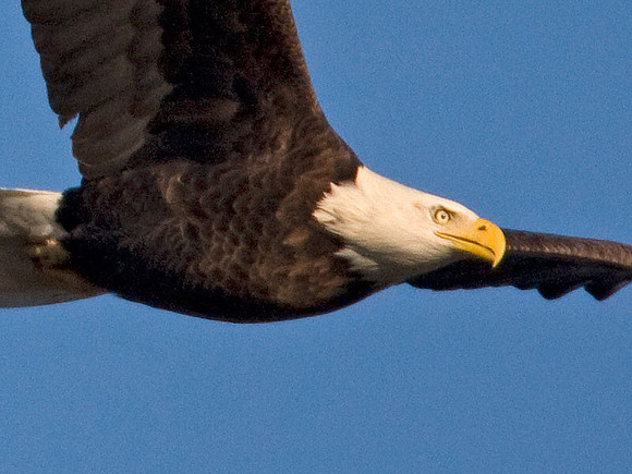 Bald Eagle (Haliaeetus leucocephalus)