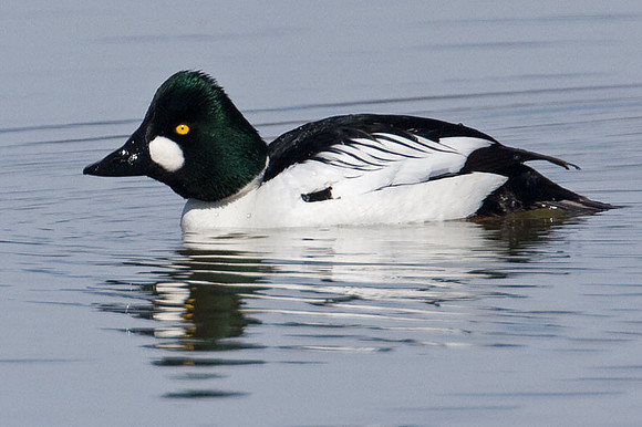 Common Goldeneye (Bucephala clangula)