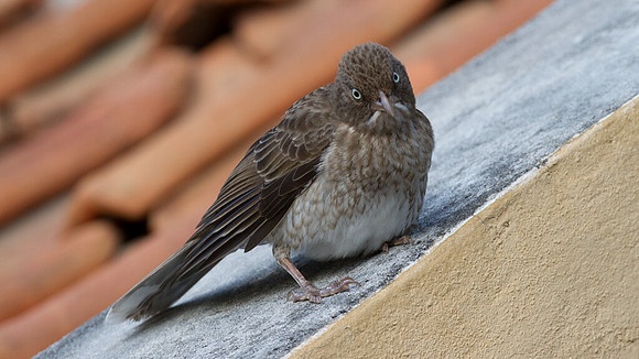 Pearly-eyed Thrasher (Margarops fuscatus)