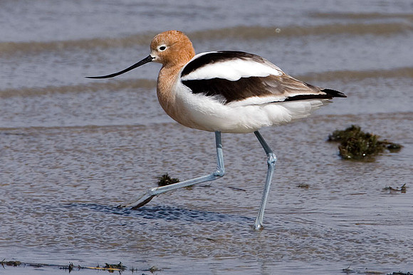 American Avocet (Recurvirostra americana)