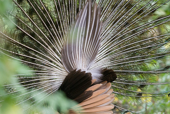 Green peafowl (Pavo muticus)