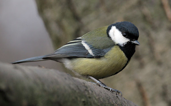 Great Tit (Parus major)