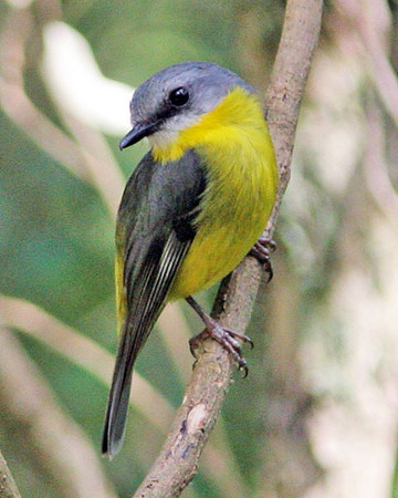 Eastern Yellow Robin (Eopsaltria australis)