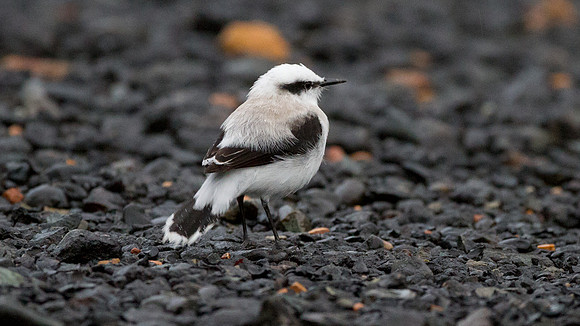 Masked Water Tyrant (Fluvicola nengeta)