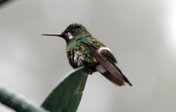 Green Thorntail (Discosura conversii) female