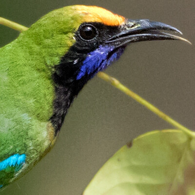 Golden-fronted leafbird (Chloropsis aurifrons)