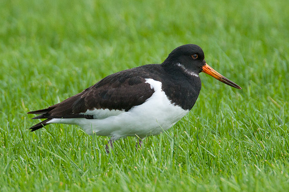 Eurasian Oystercatcher (Haematopus ostralegus) also known as Common Pied Oystercatcher