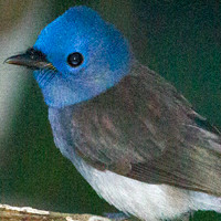 Black-naped Monarch (Hypothymis azurea)