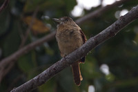 Barred Puffbird (Nystalus radiatus)
