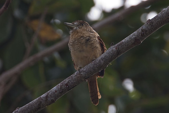 Barred Puffbird (Nystalus radiatus)