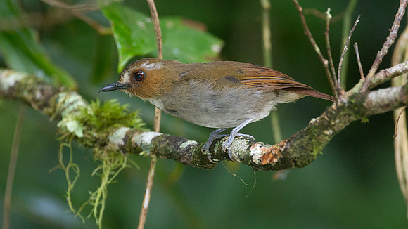 Eyebrowed Jungle Flycatcher (Rhinomyias gularis)
