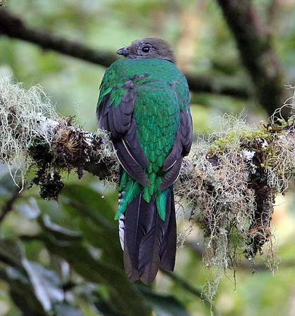 Resplendent Quetzal (Pharomachrus mocinno) female