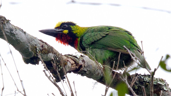 Black-banded barbet (Megalaima javensis)