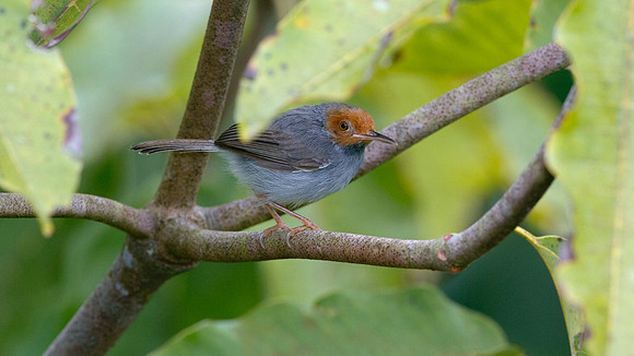 Red-headed Tailorbird (Orthotomus ruficeps)