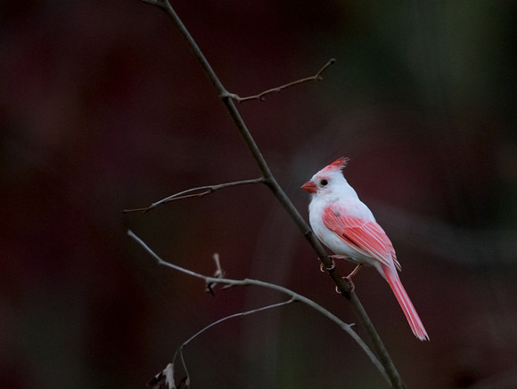 Fully leucistic Northern Cardinal (Cardinalis cardinalis)