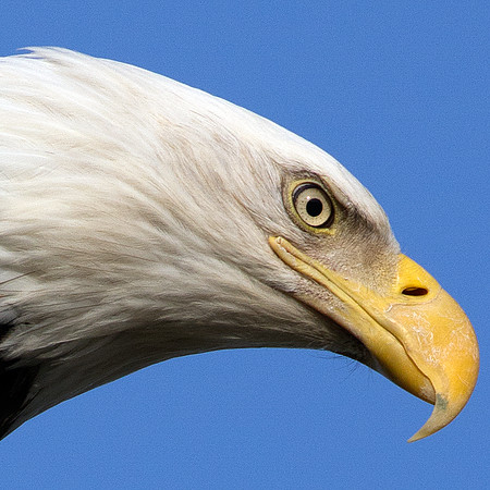 Bald Eagle (Haliaeetus leucocephalus)