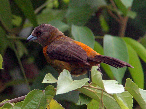 Cherrie's Tanager (Ramphocelus costaricensis) female