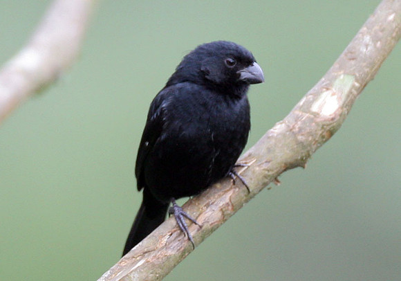 Blue-black Grassquit (Volatinia jacarina)