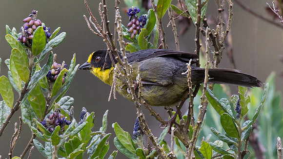 Pale-naped Brush Finch (Atlapetes pallidinucha)