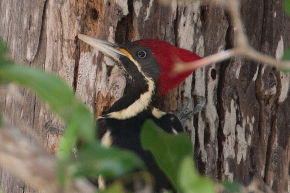 Lineated Woodpecker (Dryocopus lineatus) female